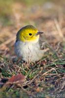 Hermit Warbler