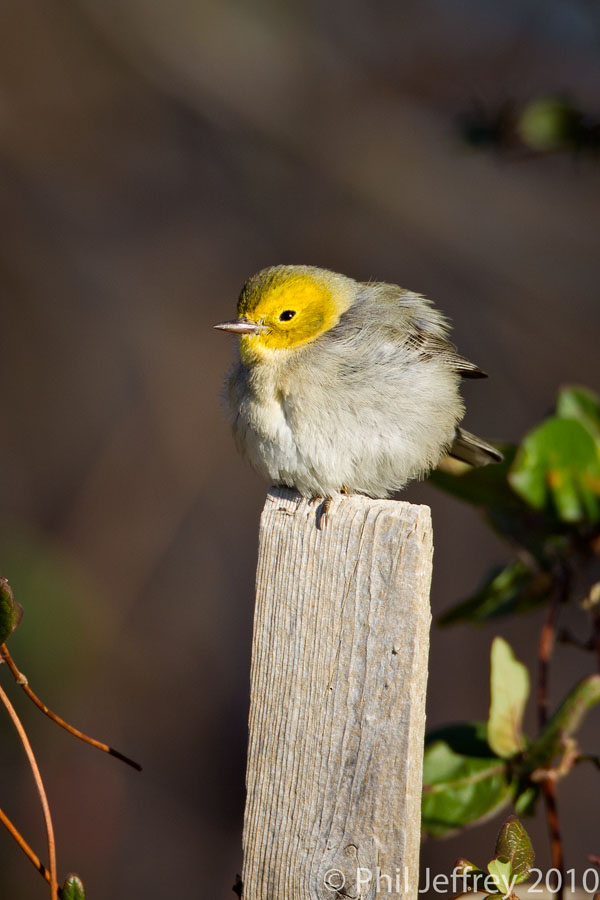 Hermit Warbler