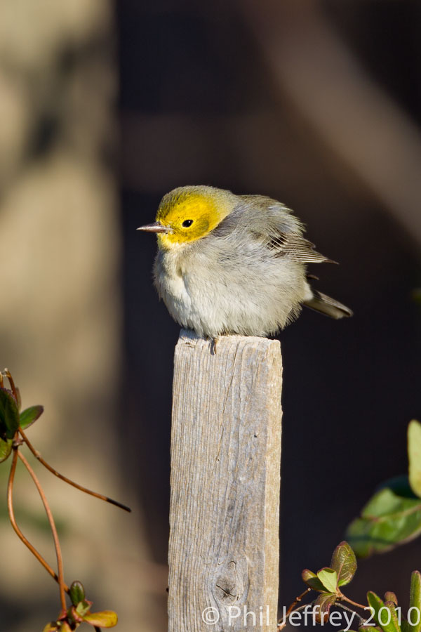 Hermit Warbler