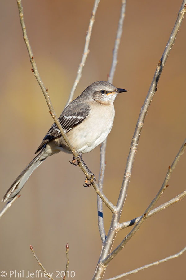 Northern Mockingbird