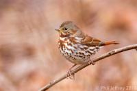 (Red) Fox Sparrow