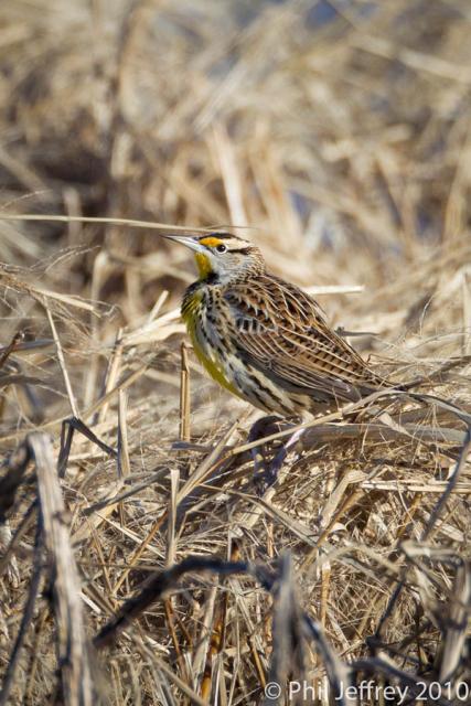 Eastern Meadowlark