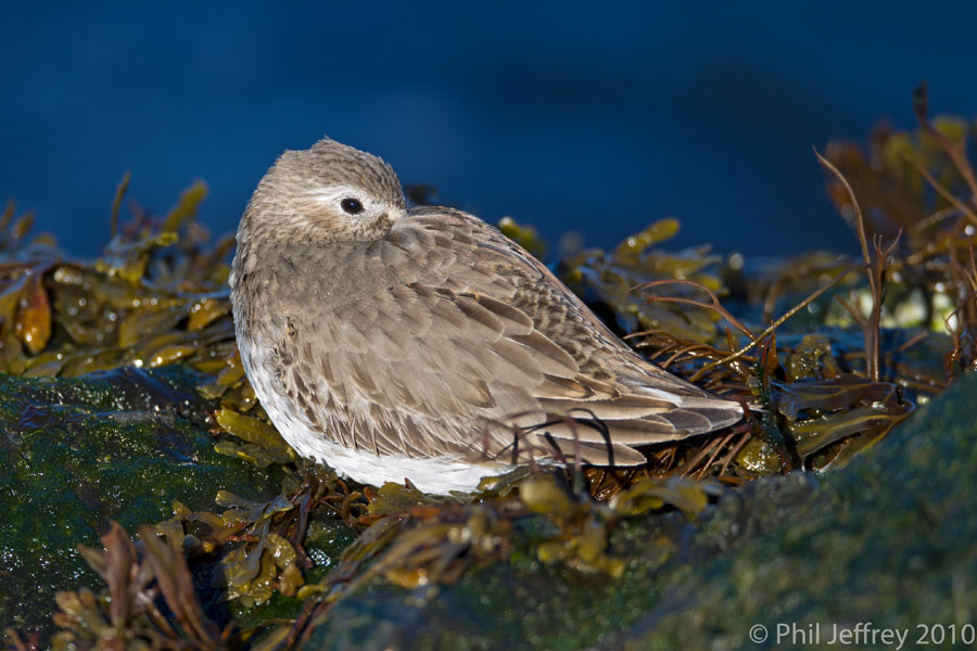 Dunlin