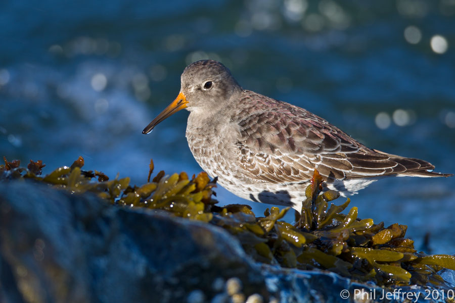 Purple Sandpiper