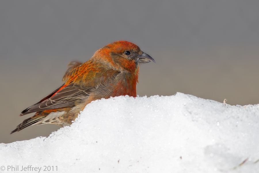 Red Crossbill