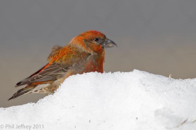 Red Crossbill