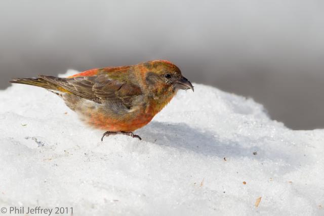 Red Crossbill