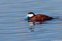 Ruddy Duck