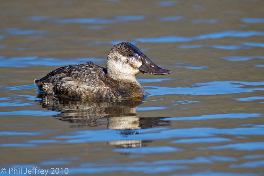 Ruddy Duck