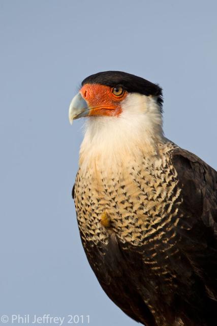 Crested Caracara