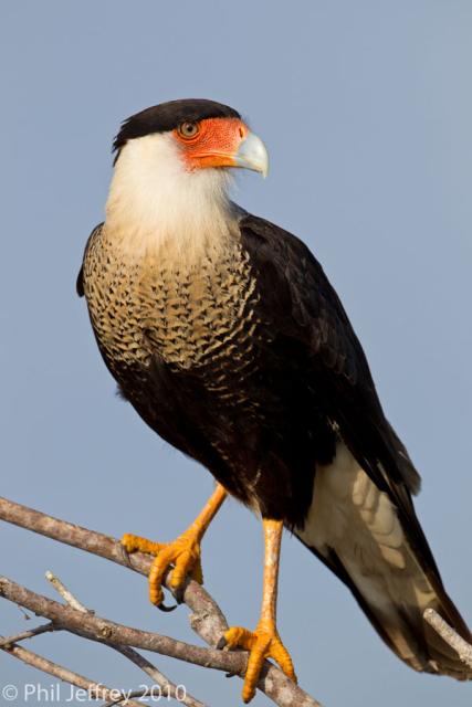 Crested Caracara