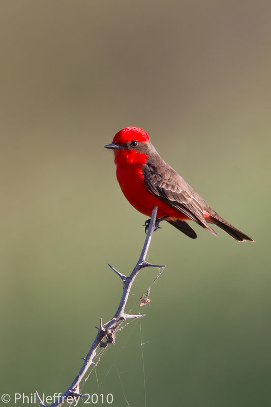 Vermilion Flycatcher