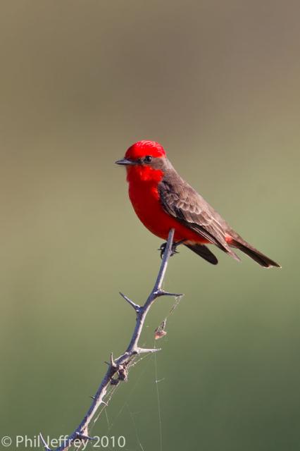 Vermilion Flycatcher