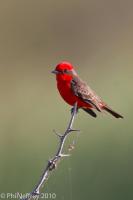 Vermilion Flycatcher