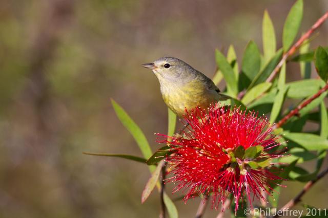 Orange-crowned Warbler