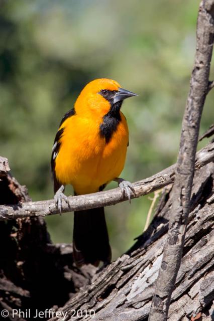 Altamira Oriole male