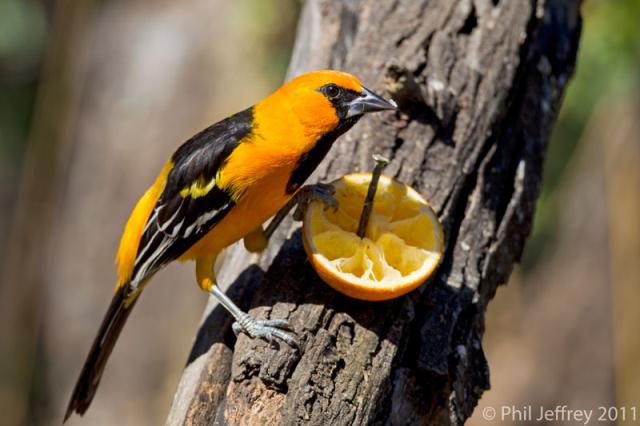 Altamira Oriole male