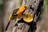 Altamira Oriole male