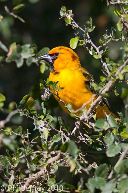 Altamira Oriole female