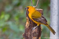 Altamira Oriole female