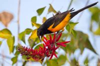 Black-vented Oriole