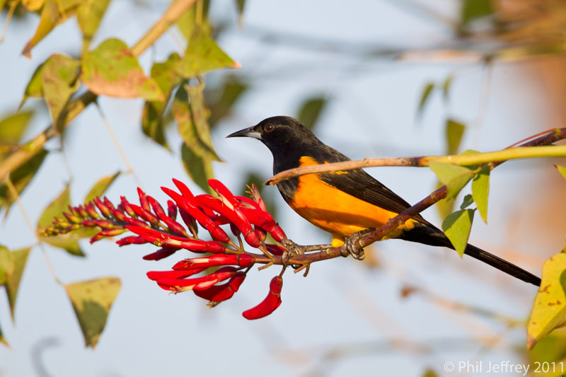 Black-vented Oriole
