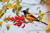 Black-vented Oriole