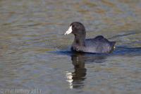 American Coot