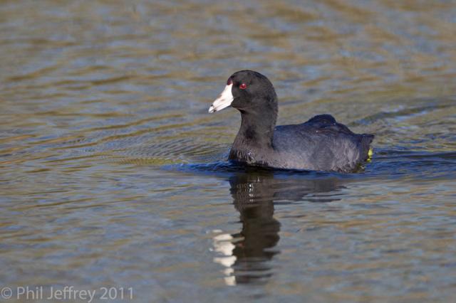 American Coot