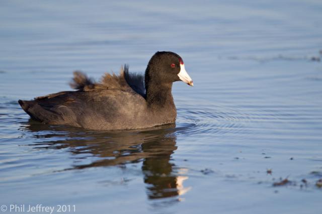 American Coot