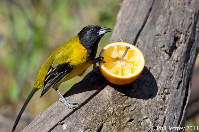 Audubon's Oriole