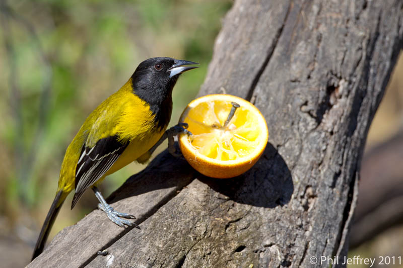 Audubon's Oriole