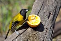 Audubon's Oriole