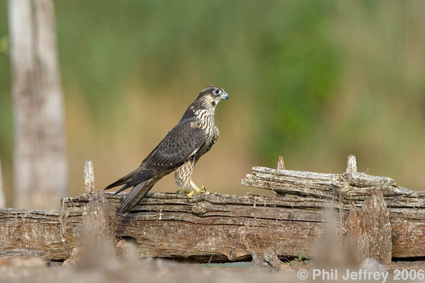 Peregrine Falcon