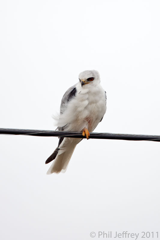 White-tailed Kite