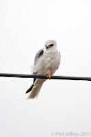 White-tailed Kite