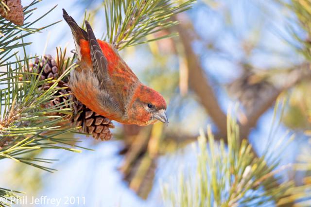 Red Crossbill