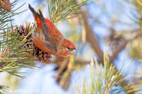 Red Crossbill