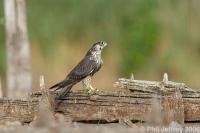 Peregrine Falcon