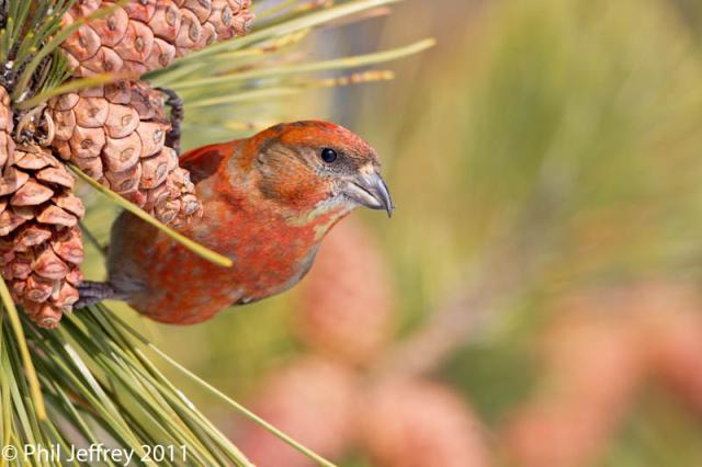Red Crossbill