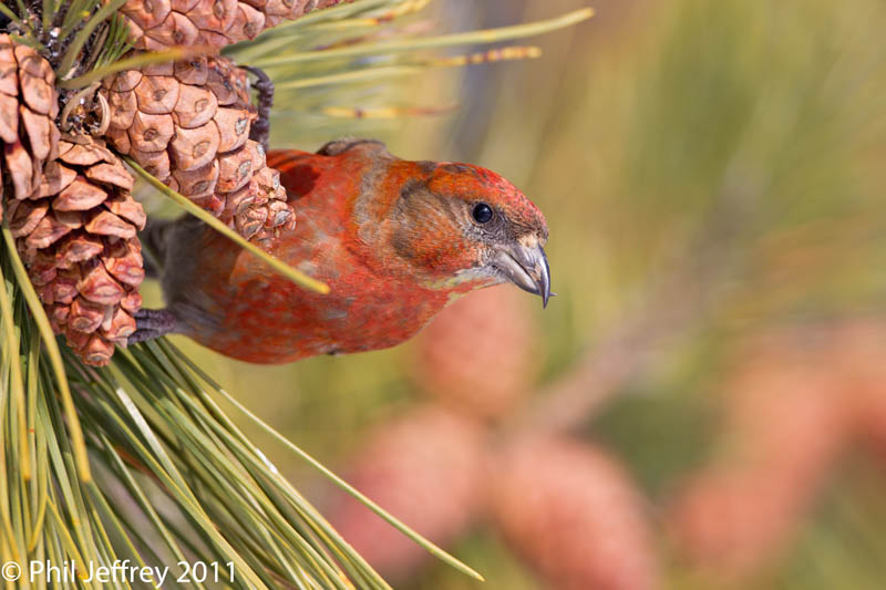 Red Crossbill