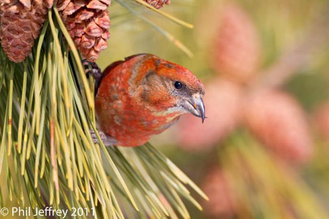 Red Crossbill