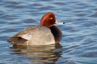Redhead