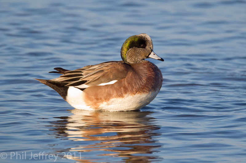 American Wigeon