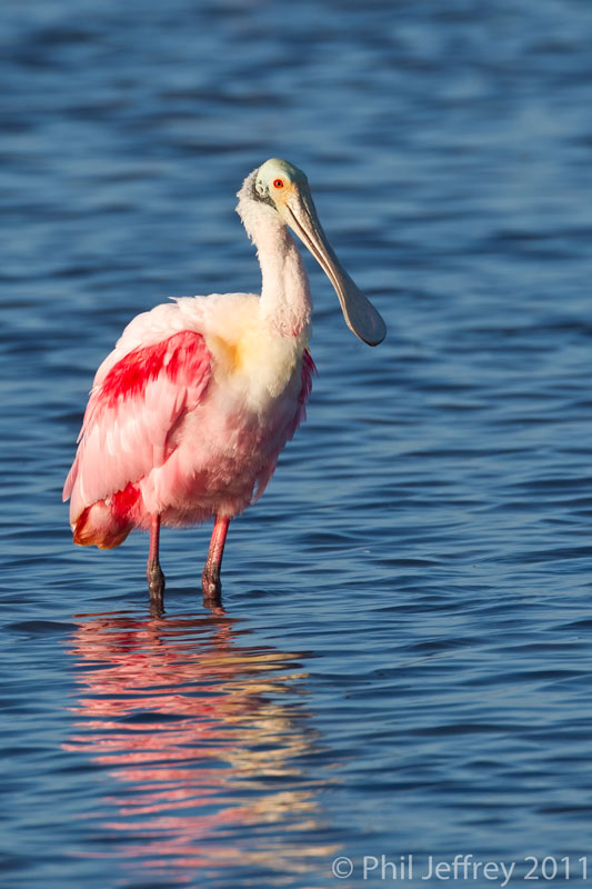 Roseate Spoonbil