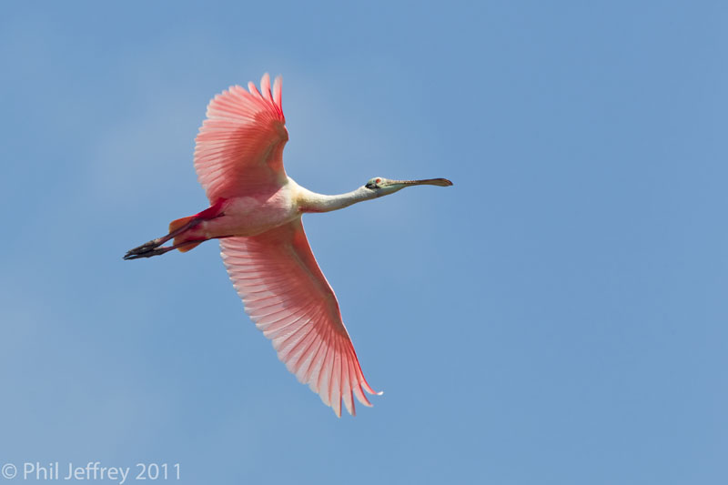 Roseate Spoonbill