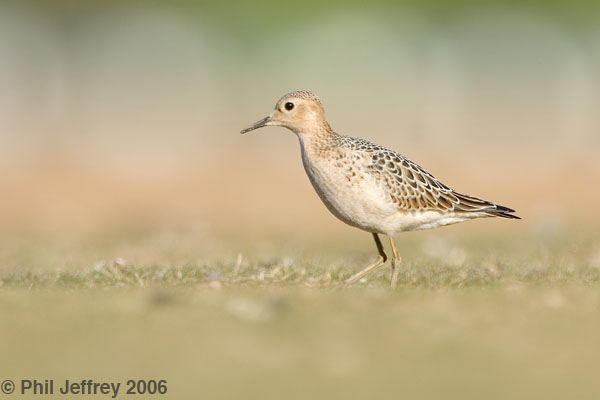 Buff-breasted Sandpiper