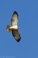 Short-tailed Hawk pale morph