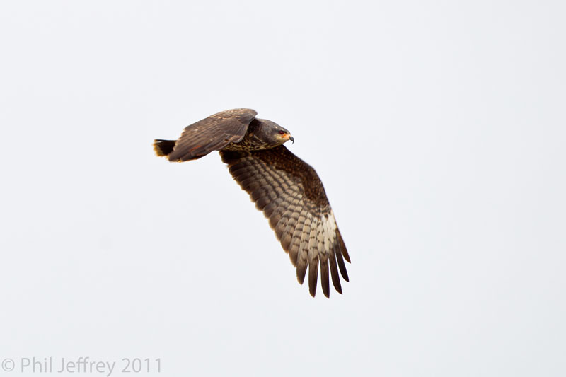 Snail Kite immature male