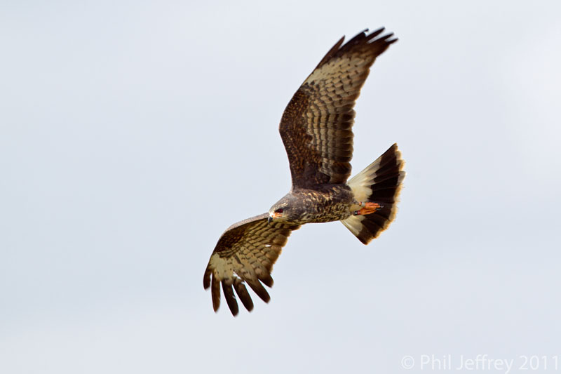 Snail Kite Immature Male